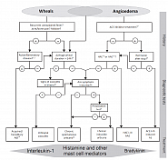 Diagnostic algorithm for patients presenting with wheals, angioedema, or both.
